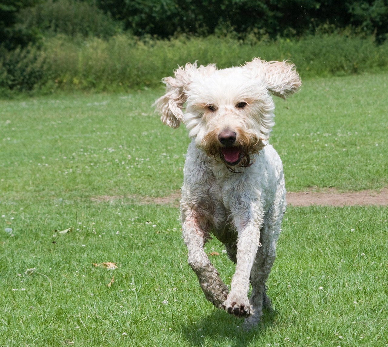 Looking for Goldendoodle Puppies?  Read this first.